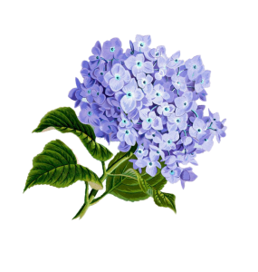 Lilac PNG-85084